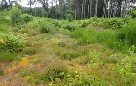 Travaux - Réserve Naturelle Domaniale de la Champtaine - Site du Bois Matelle - Septembre à décembre 2026