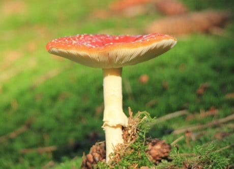 Petits ou grands, partons à la chasse… aux champignons !
