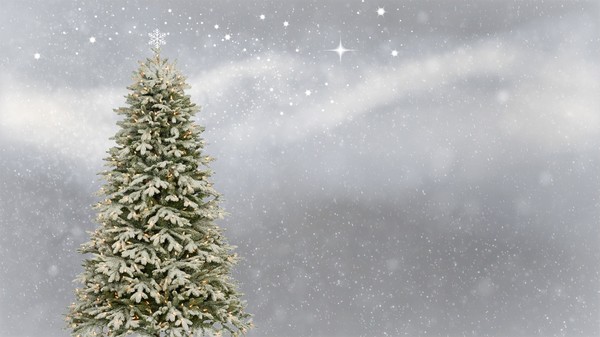 collecte sapin2jpg