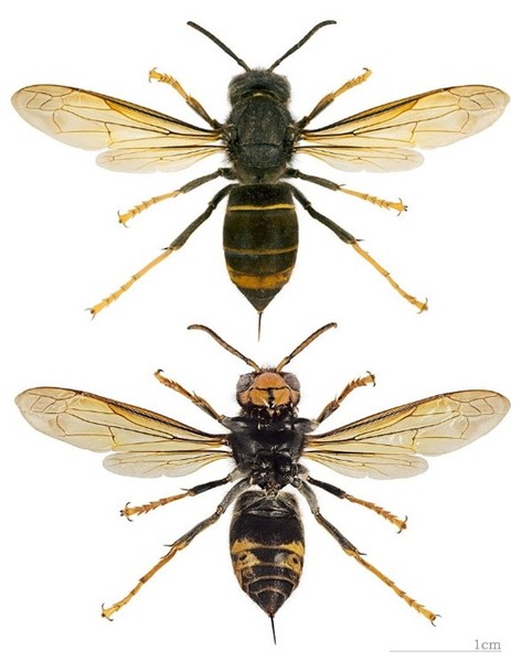 Frelon asiatique