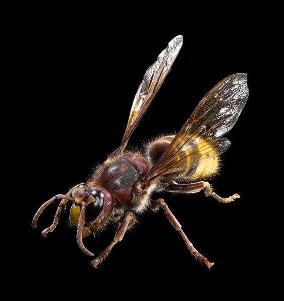 Frelon européen