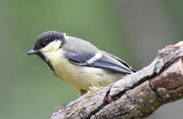 Mésange charbonnière