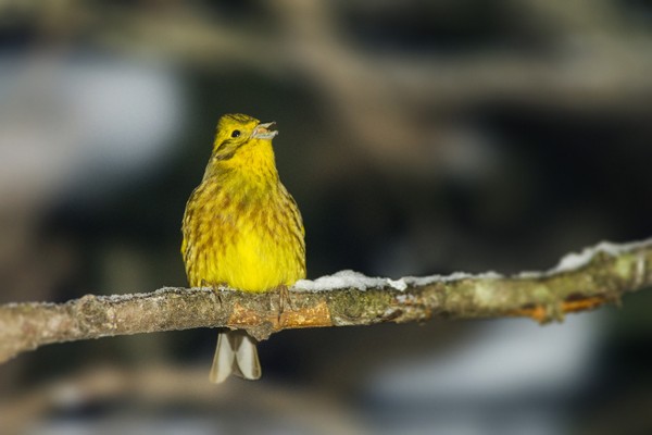 Bruant jaune