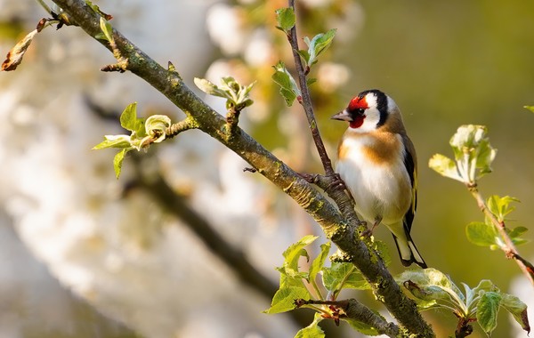 21 Coup de plume Le Chardonneret élégant Didier Aires Pixabay OK