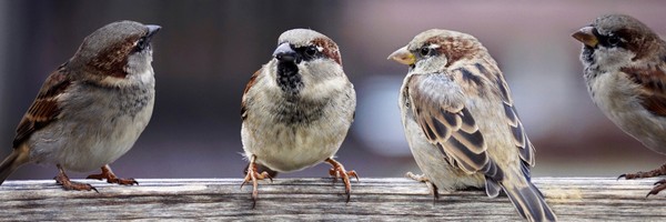 Moineau domestique