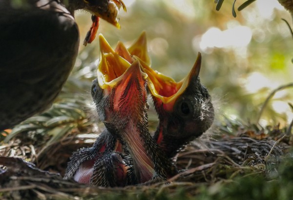 Coup de plume Printemps des oiseaux