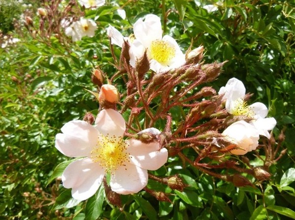 Roseraie rosier