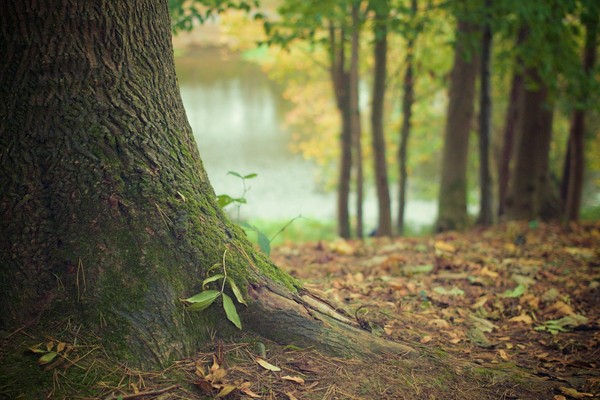 Journée arbre